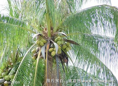 椰子栽培技術(shù)和病蟲防治