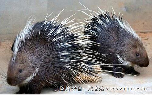 豪豬的飼養(yǎng)方法