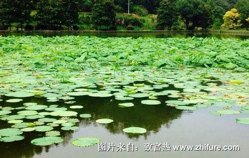 水產(chǎn)養(yǎng)殖戶必看 你的池塘是哪種水質(zhì)你知道嗎