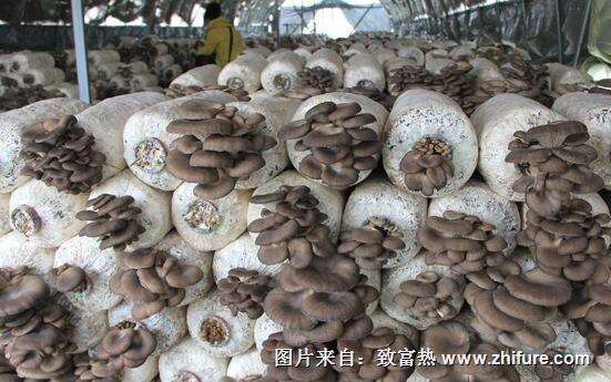 2017種蘑菇賺錢嗎？2017種蘑菇前景及市場(chǎng)價(jià)格行情分析