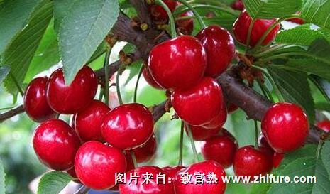 櫻桃園所需的環境