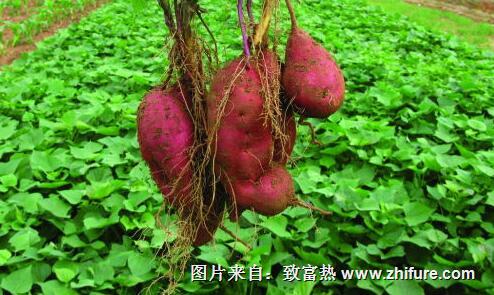 紅薯的生長環境和栽培技術