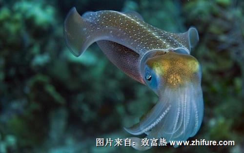 烏賊飼養的前景