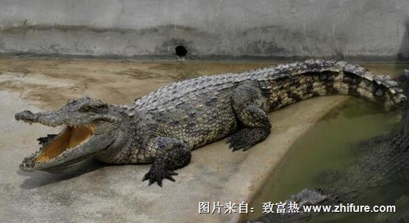 飼養鱷魚的前景的利潤