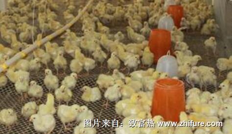 雛雞的飼養(yǎng)管理