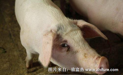 小豬腹瀉死亡率為何比大豬腹瀉死亡率高?