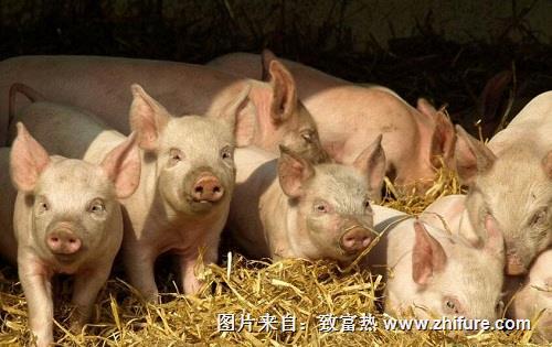 什么是鎖喉風？如何防制鎖喉風豬病