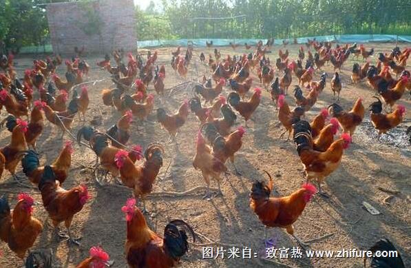 好養又賺錢的動物