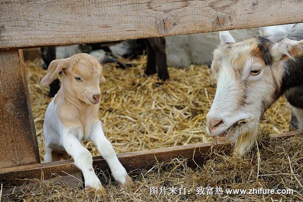 圈養山羊的養殖技術