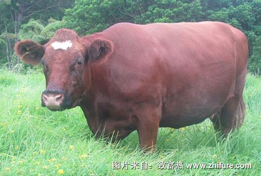 牛妊娠期了怎么辦？