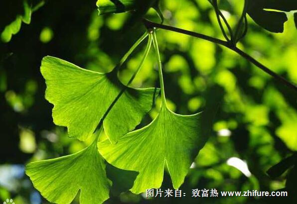 銀杏的病蟲防治