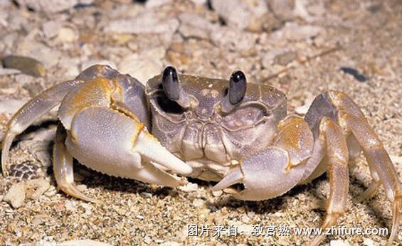 孕婦可以吃螃蟹嗎？為什么孕婦不能吃螃蟹