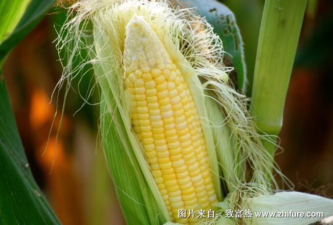 種植水果玉米注意事項