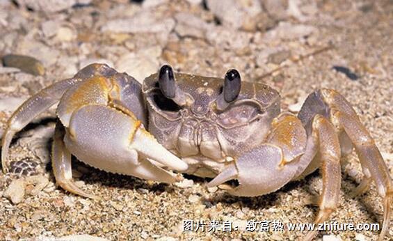 養殖螃蟹的技術