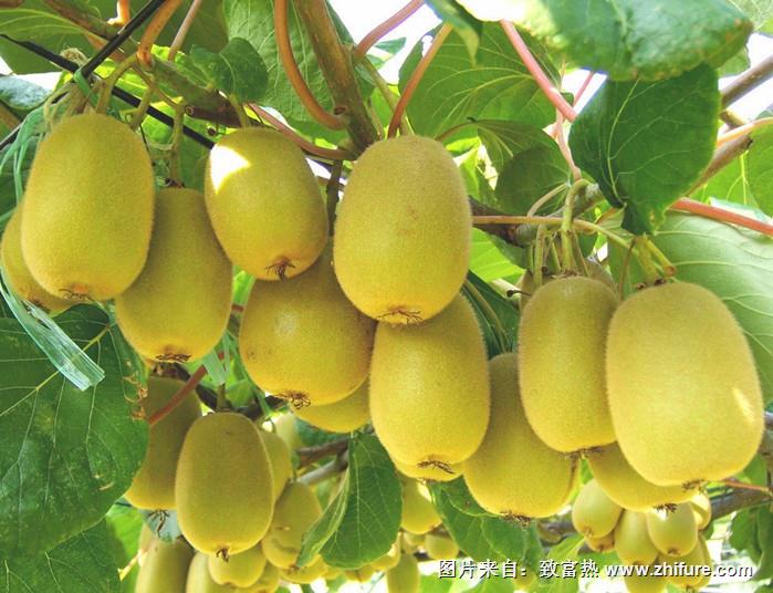 陜西省擴種獼猴桃