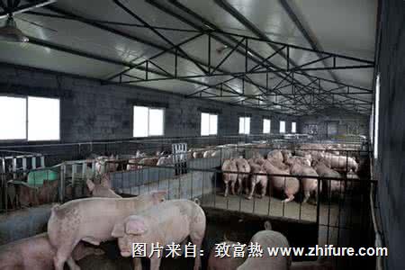 豬場得常備這些藥，養豬戶看看