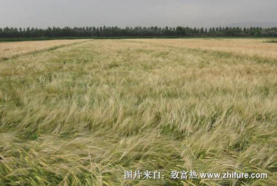 種植啤酒大麥怎么樣？