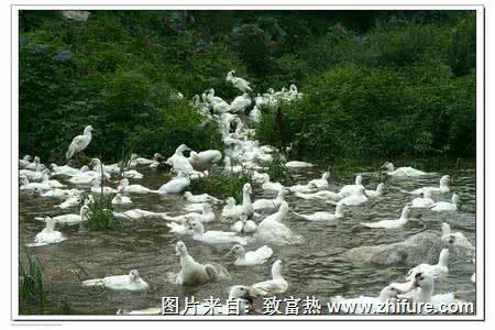 香鶉雁雛雁的疾病防治