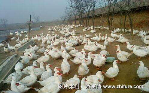 香鶉雁雁舍的設施與建設