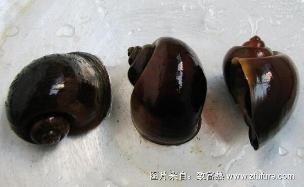 福壽螺加工方法詳解