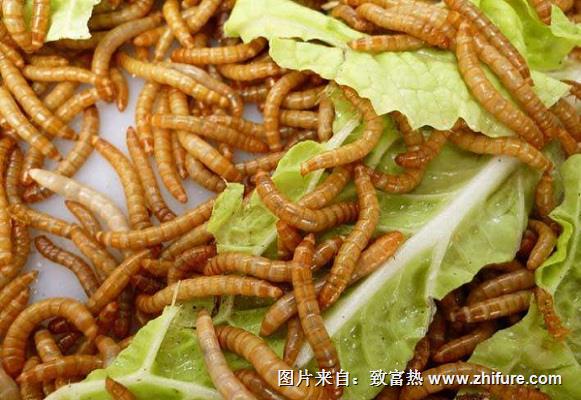 養(yǎng)殖黃粉蟲(chóng)的技術(shù)