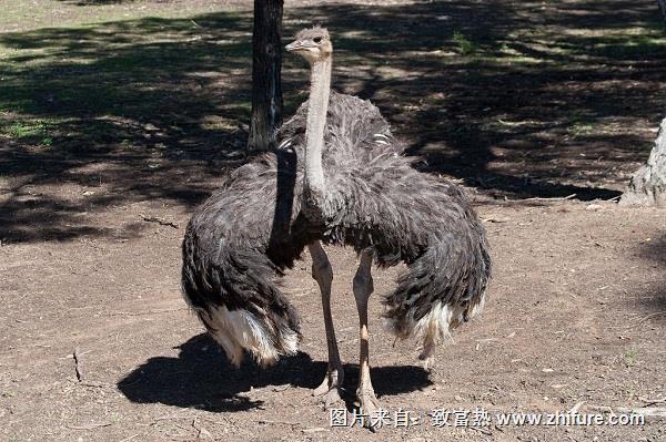 鴕鳥關(guān)節(jié)腫大的原因和治療