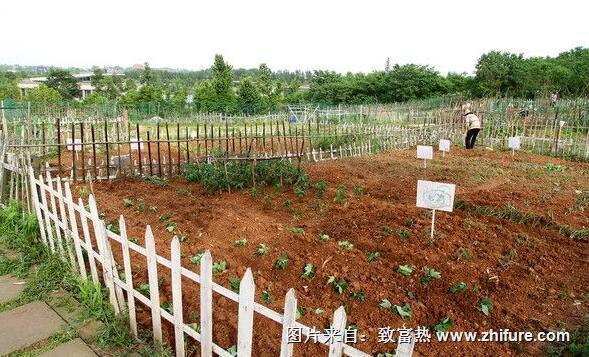 “開心農場”現實版創業模式致富