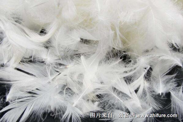 鵝鴨羽絨羽毛收集加工方法