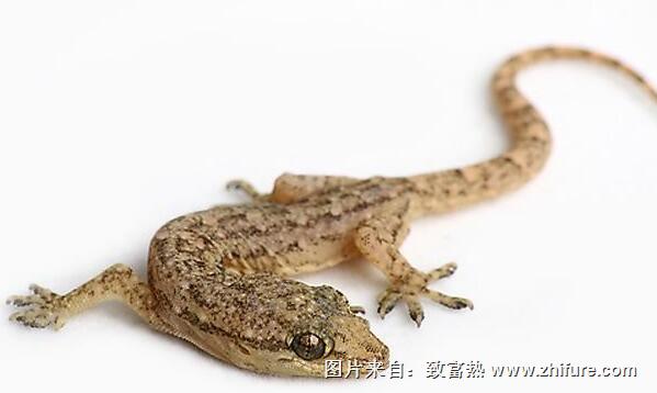 壁虎加工方法步驟