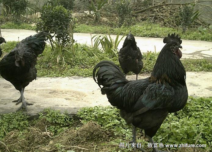 養殖綠殼蛋雞怎么樣？