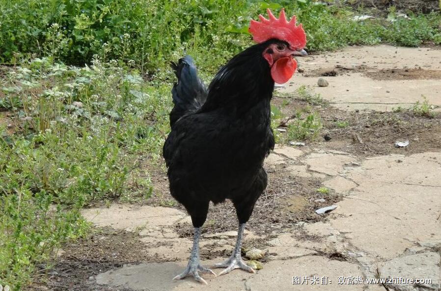 綠殼蛋雞的飼養技術