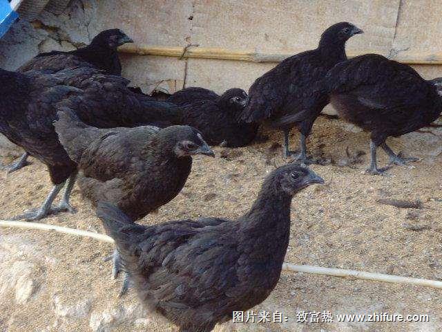 綠殼蛋雞的雞舍建設