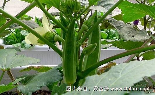 種植黃秋葵的市場前景和營銷建議