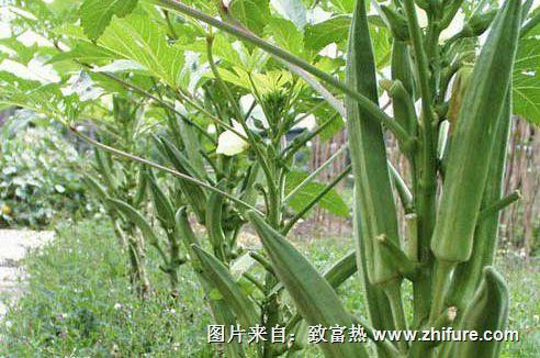 黃秋葵的栽培技術