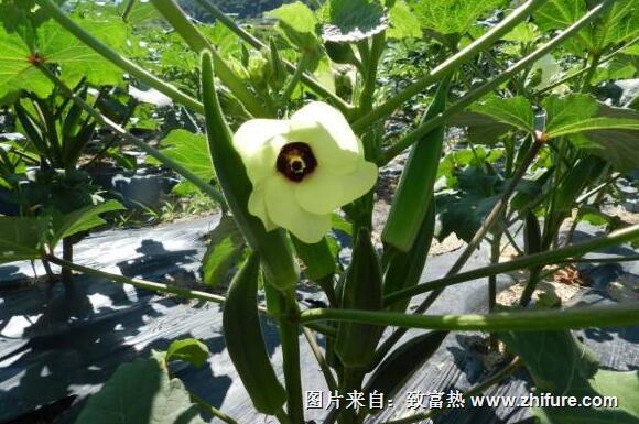 黃秋葵的病蟲防治