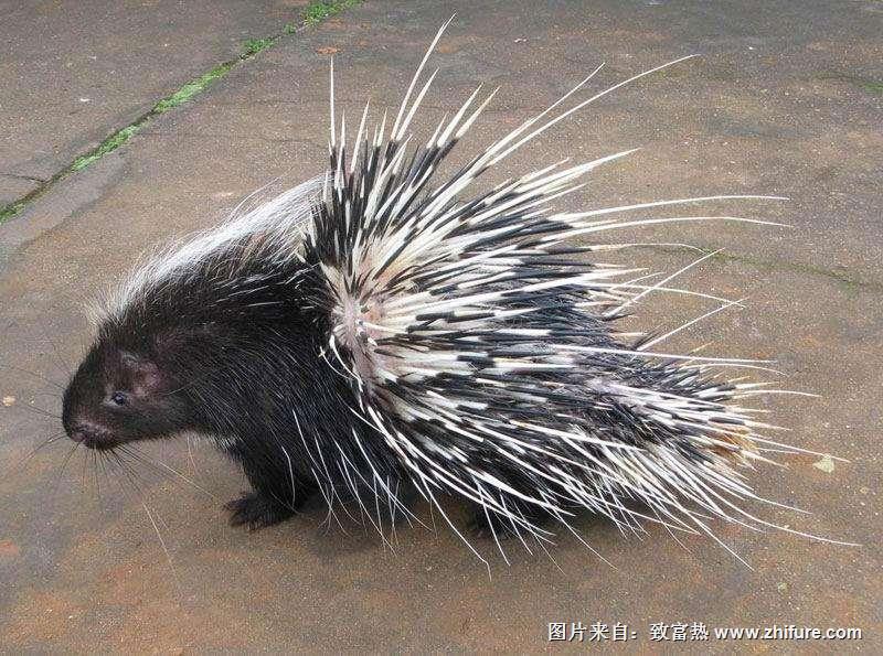 豪豬的飼料和營(yíng)養(yǎng)搭配