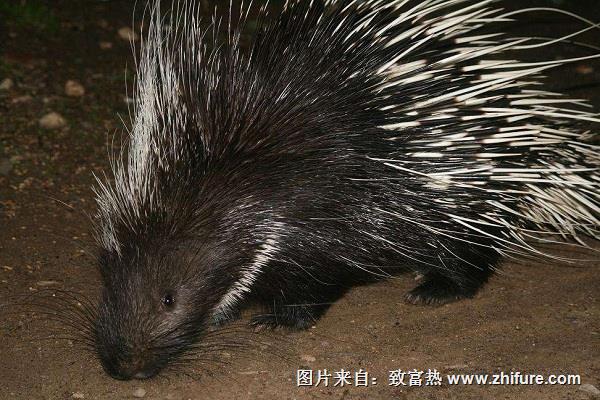 豪豬染上了肺炎怎么辦