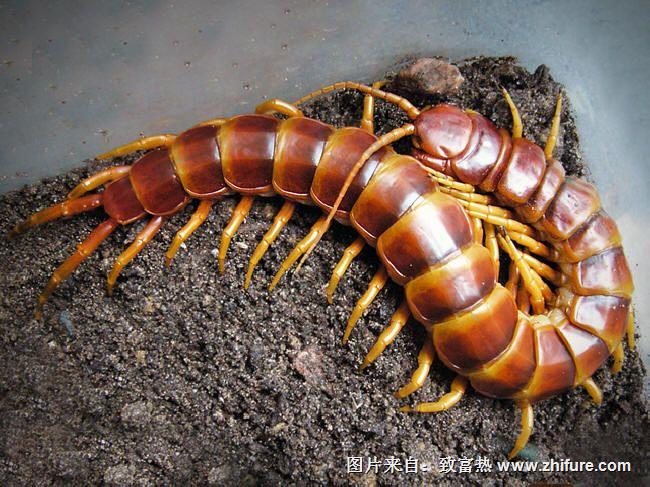 蜈蚣咬傷后的應(yīng)急處理