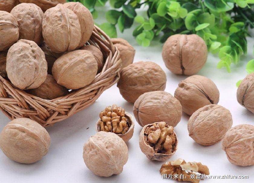 核桃的種植技術