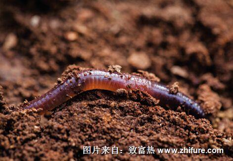 桑園養(yǎng)殖蚯蚓的技術(shù)