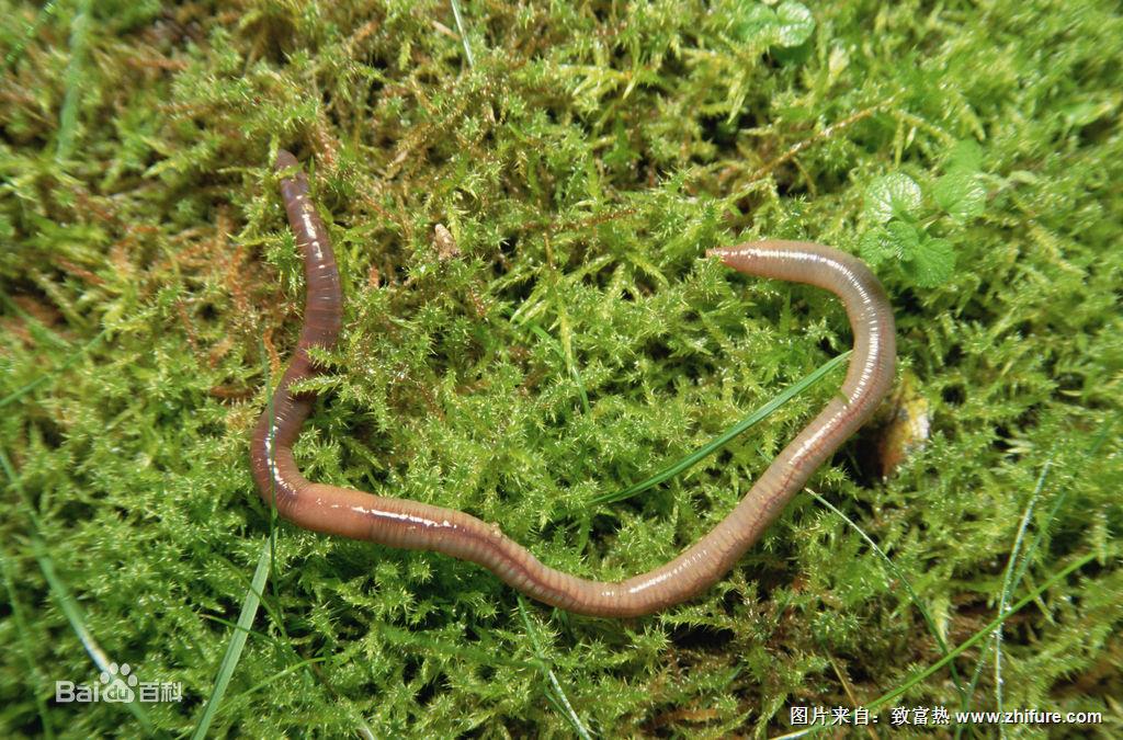 蚯蚓對環(huán)境的要求