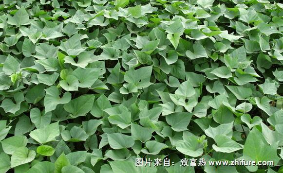 紅薯的栽培技術