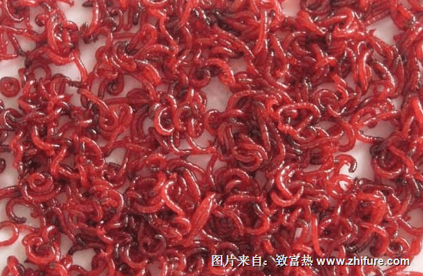 飼養(yǎng)紅線蟲(chóng)的飼料與投料