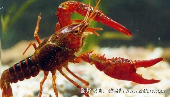 小龍蝦如何調節水質？