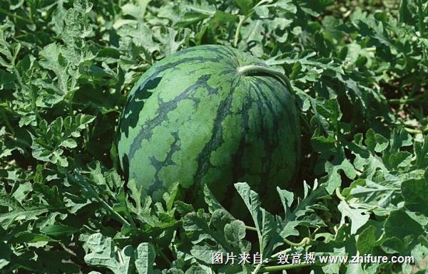 西瓜的露天栽培的幾個問題與對策