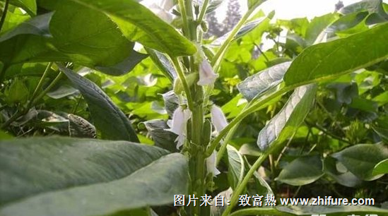芝麻的種植技術(shù)