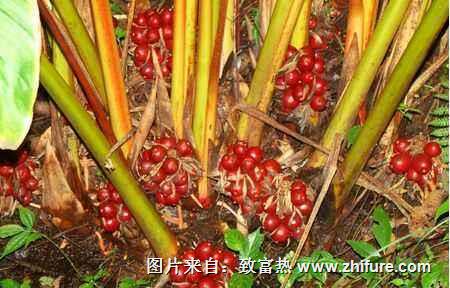 貢山草果的經濟效益和種植提示