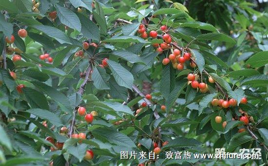 夏季如何管理櫻桃樹