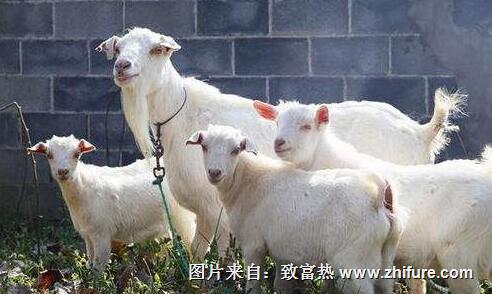 奶山羊的養殖技術