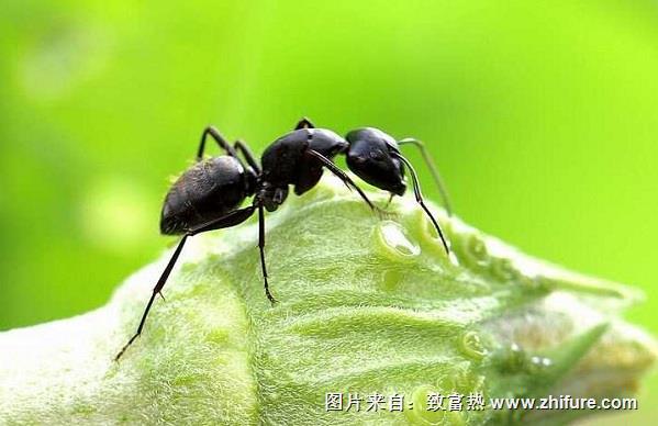 螞蟻的生活習性